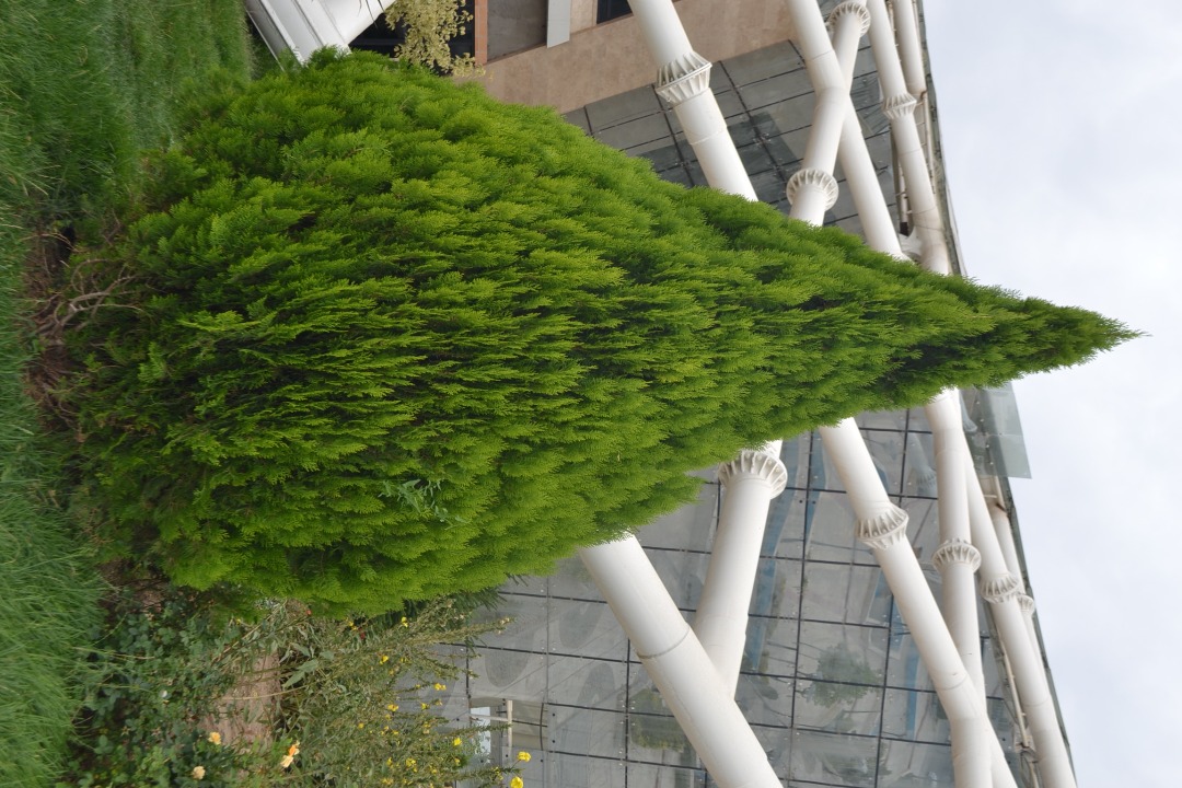 کامیس پاریس نوکدار